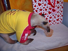 Anteater in an ant shirt