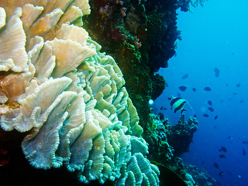 Bunaken Underwater 19