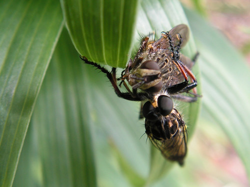 robber fly eating a blowfly