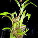 Maxillaria variabilis f. red