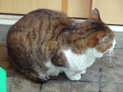 Cat at 江ノ島