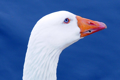 mother goose closeup