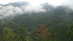 南岭国家森林公园