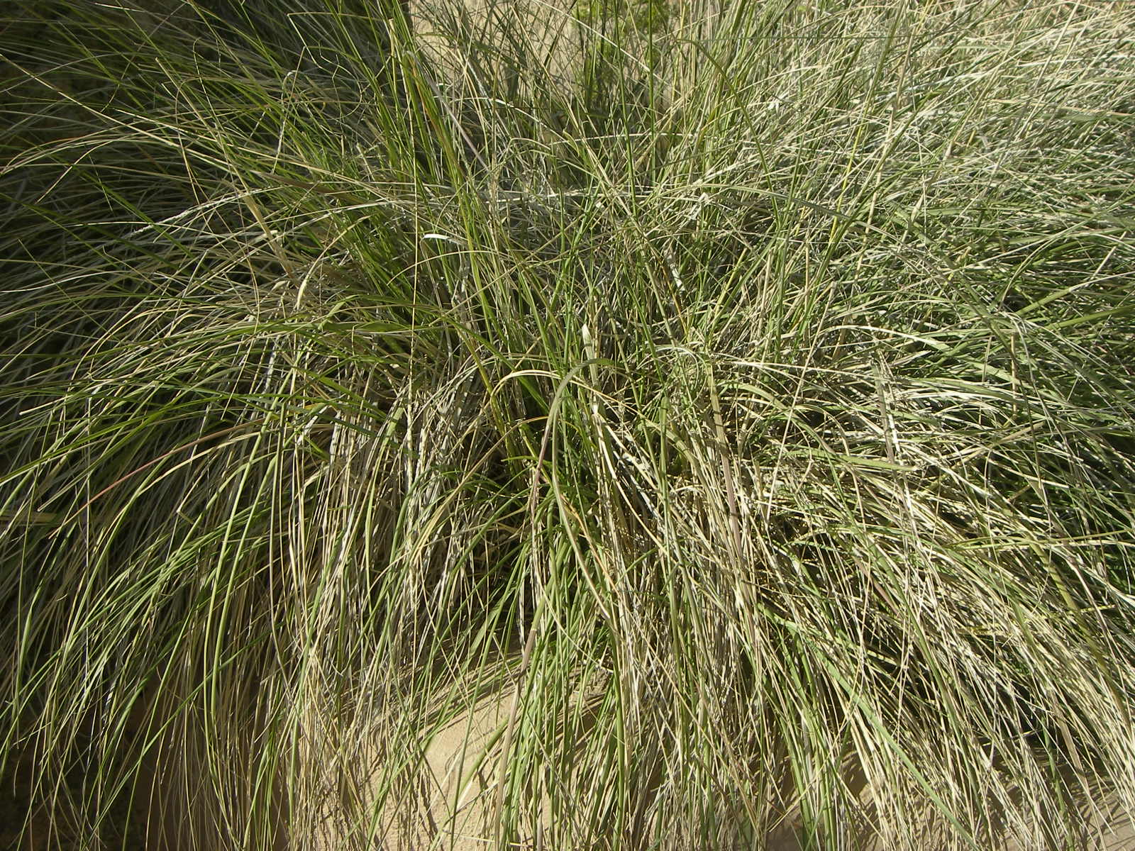 Muhlenbergia leptoura image