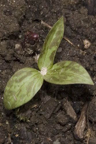 Trillium recurvatum 'Purple Prairie'