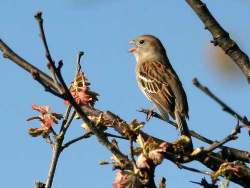 Field Sparrow singing 20100415