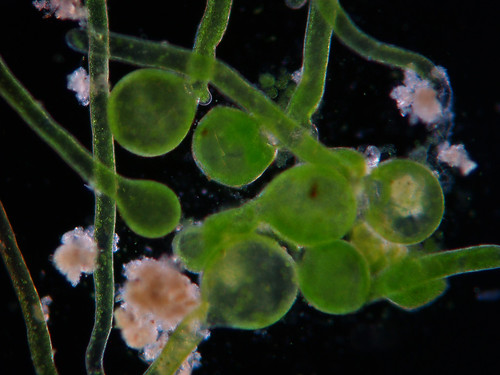nacimiento de algas