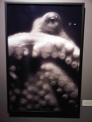 Henry Horenstein - Giant Pacific Octopus