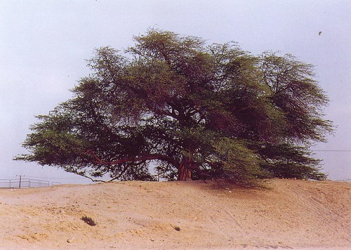 bahrain05