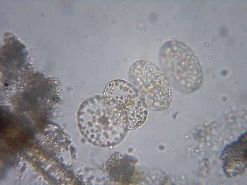 Volvox Cell. Genus: Volvox