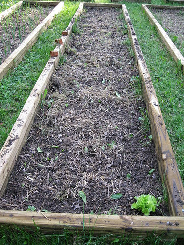 lettuce-spinach-cabbage bed
