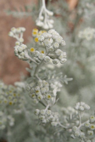 Dusty Miller About to Pop