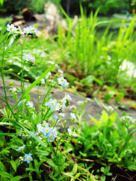 forget-me-not @capon