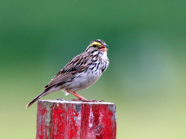 Savannah Sparrow 20100605