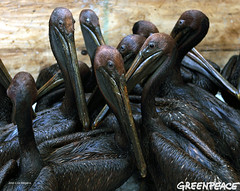 BP Oiled Birds in Louisiana