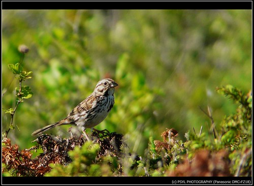 Song Sparrow (Melospiza melodia)