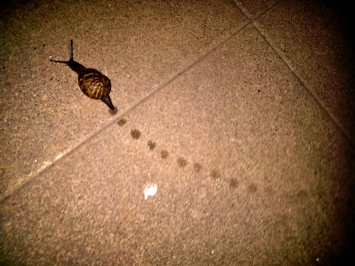 2010.06.08 - snail image