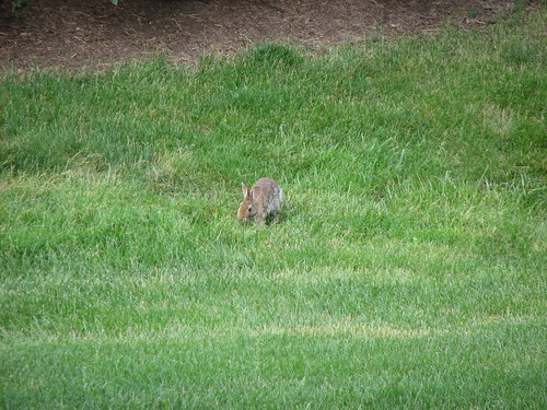 wild rabbit in the yard