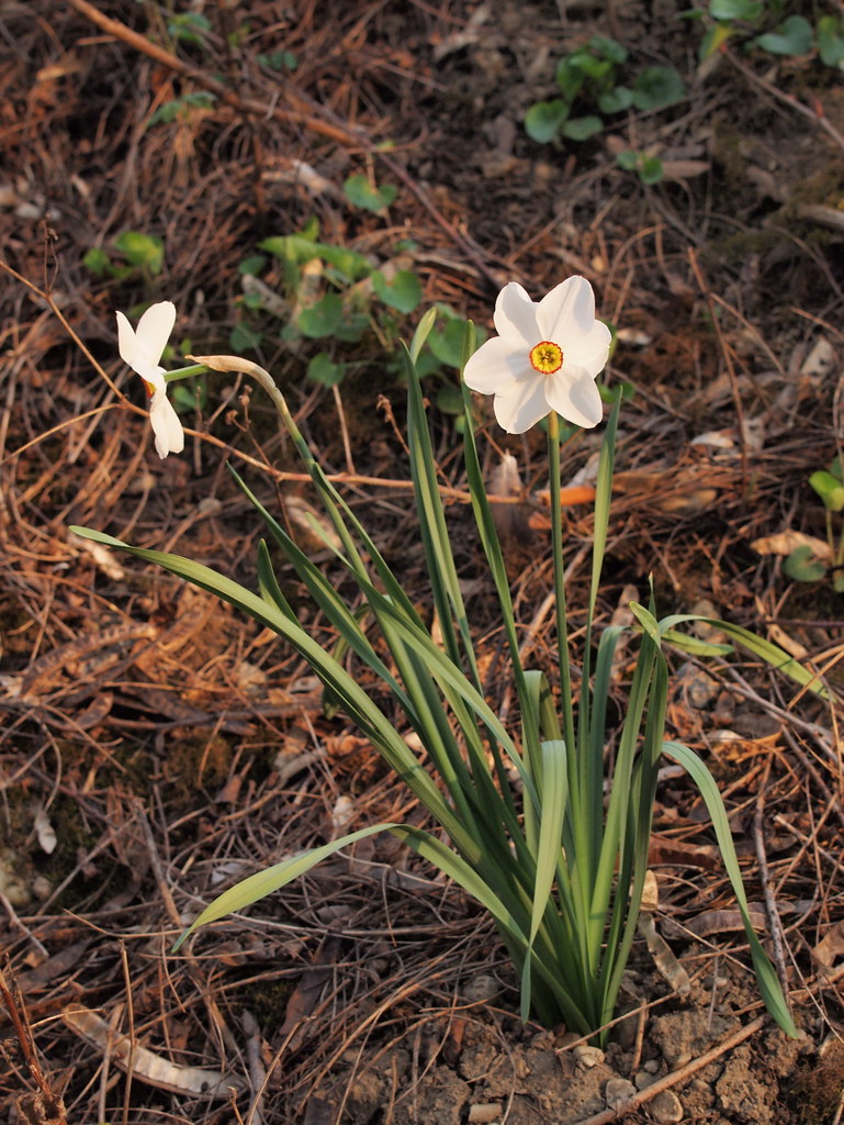 Narcissus poeticus (48°08' N 16°27' E)