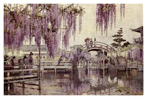 019- Wisteria en Kameido-The flowers and gardens of Japan (1908)-  Ella Du Cane