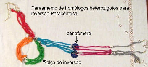 Pareamento de homólogos heterozigotos para inversão Paracêntrica