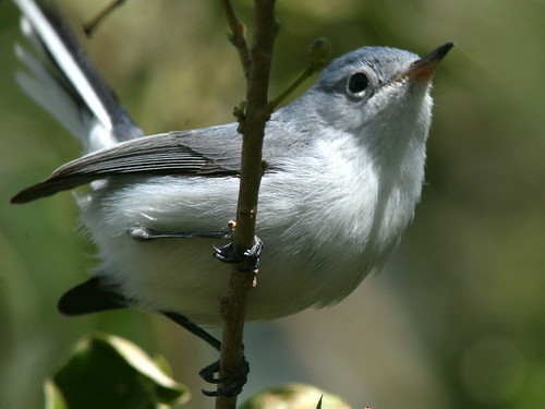 Blue-gray Gnatcatcher 20100113