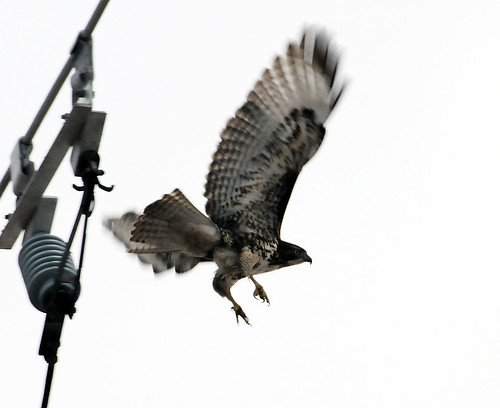 redtailed hawk has launched from pole crop