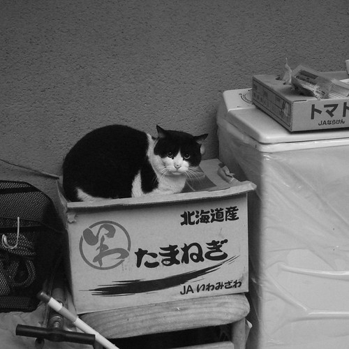 Today's Cat@2010-01-28