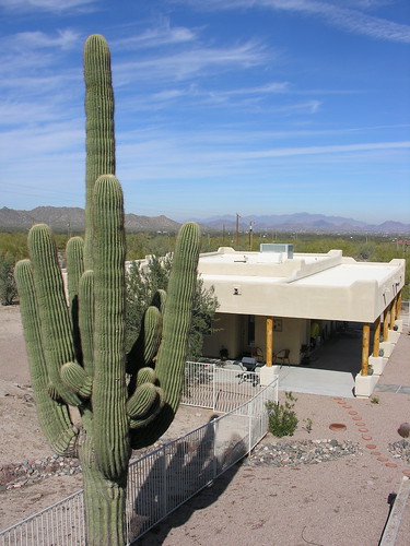 Saguaro stands sentinel over the property
