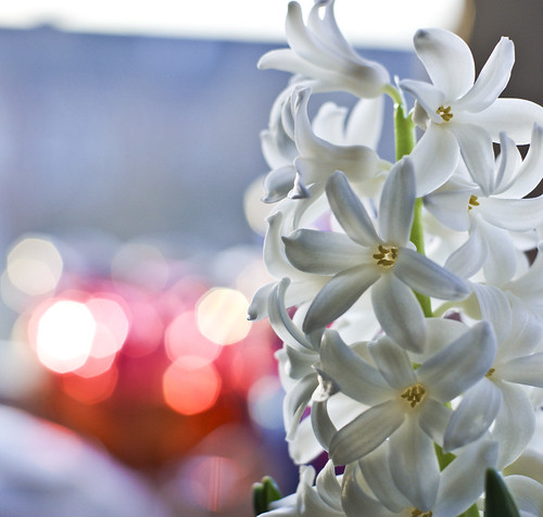 24/1/2010 -White Hyacinth