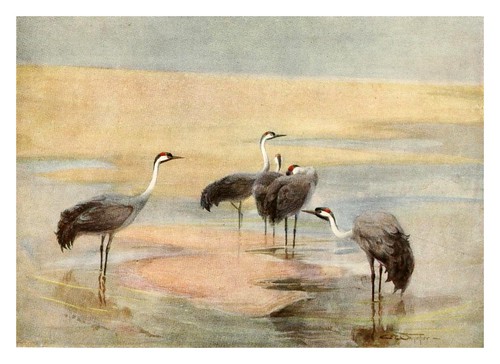 018-Grulla común-Egyptian birds for the most part seen in the Nile Valley (1909)- Charles Whymper