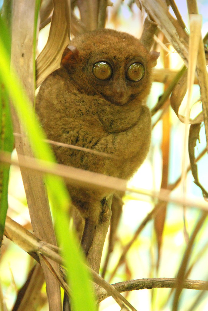 Tarsier waking up from a nap, Bohol, Philippines
