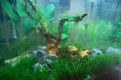 Planted Aquarium Close Up