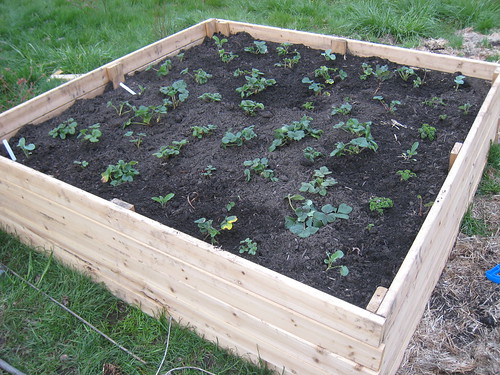 How To Build A Strawberry Bed