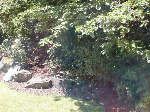 The rock garden