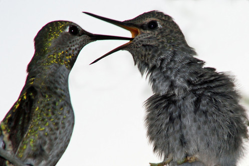 Hummingbird feeding, part 2