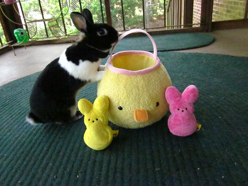 Oreo playing on Easter!