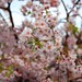 Cherry Blossoms Newark NJ