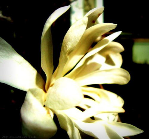 magnolia white