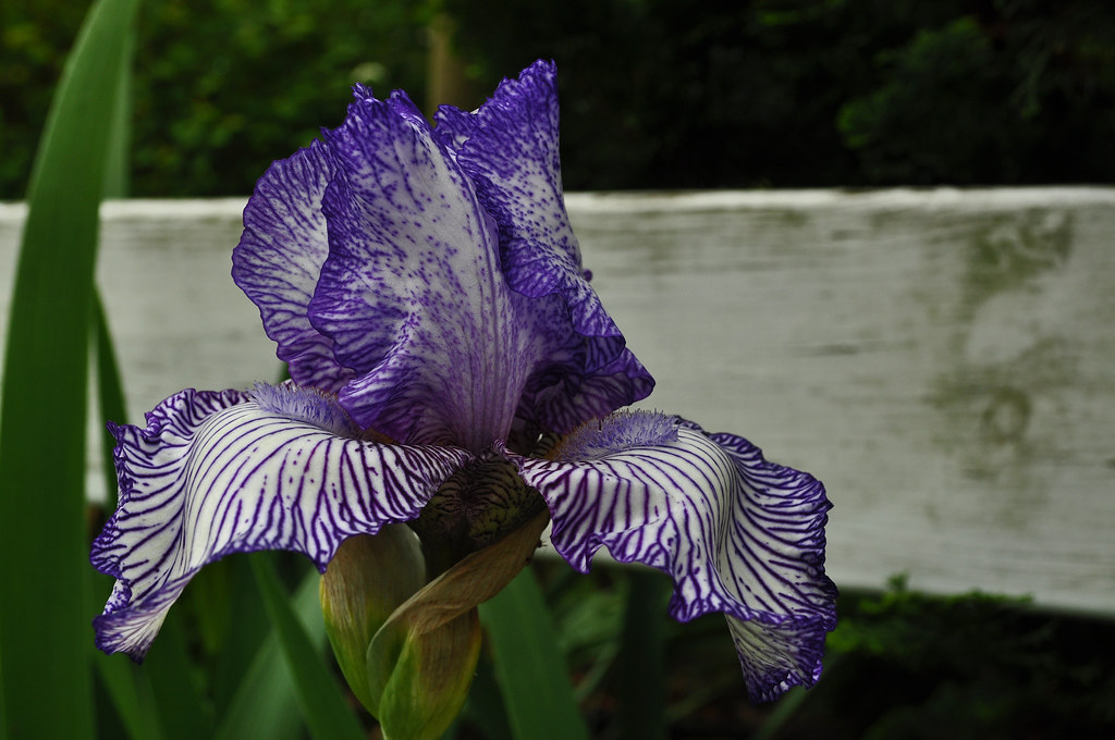 Striped Iris by White Fence