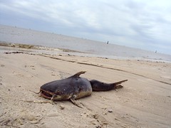 Dead Catfish on Hancock Beach