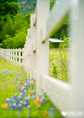 Texas Hill Country Fence (by Chasing J Bird {rosie.f})