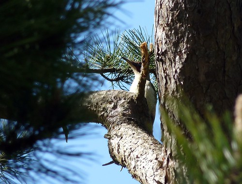 12453 - Green Woodpecker, Pontarddulais