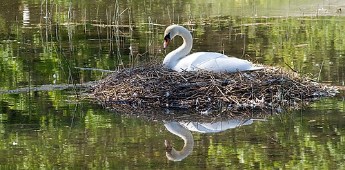 Swan Again