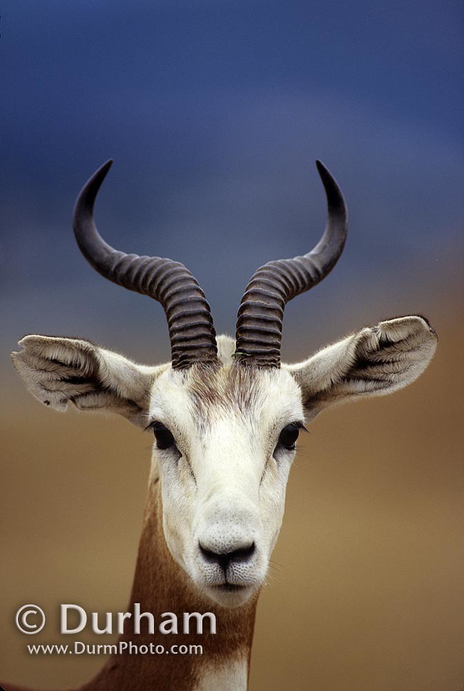 Mhorr Gazelle (Nanger dama)