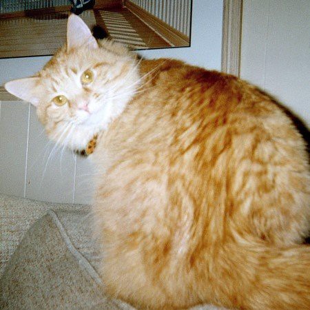 cute ginger senior cat at cat hospice