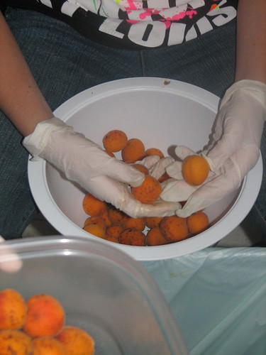 sorting apricots