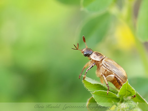 Beetle Pose 3