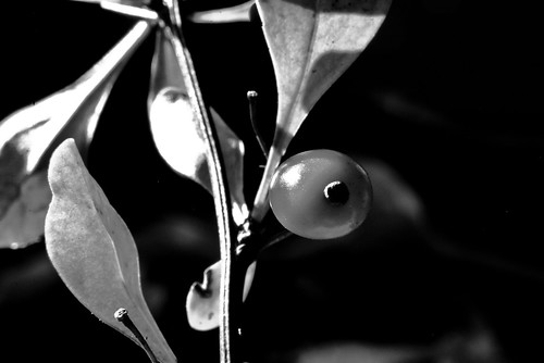 fall black and white