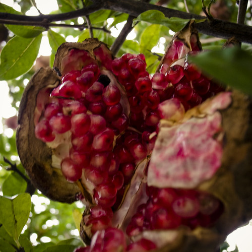 Bursting Seeds, Pomegranate